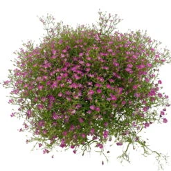 Die grüne Ecke -Die grüne Ecke 0610710079 Gypsophila muralis rosa 6er Set 4 112731