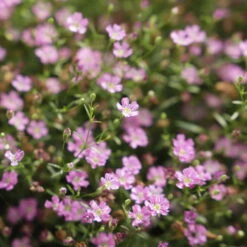 Schleierkraut Rosa, Topf-Ø 12/13 Cm -Die grüne Ecke 0610710079 Gypsophila muralis rosa 6er Set 111875