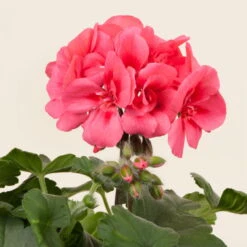 Geranie 'Coral Eye' Lachs, Stehend, Topf-Ø 13 Cm, 6er-Set -Die grüne Ecke 0612140029 KB Pelargonium zonale Dolce Vita Coral Eye1 77740