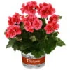 Geranie 'Coral Eye' Lachs, Stehend, Topf-Ø 13 Cm, 6er-Set -Die grüne Ecke 0612140029 KB Pelargonium zonale Dolce Vita Coral Eye2 77739