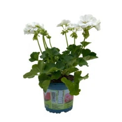 Geranie 'Sunrise® Clarissa' Weiß, Stehend, Topf-Ø 13 Cm, 6er-Set -Die grüne Ecke 0612140034 KB Pelargonium zonale T13 Sunrise Clarissa 6er Set 3 93277