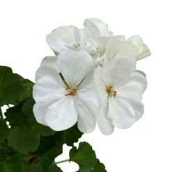 Geranie 'Sunrise® Clarissa' Weiß, Stehend, Topf-Ø 13 Cm, 6er-Set -Die grüne Ecke 0612140034 KB Pelargonium zonale T13 Sunrise Clarissa 6er Set 6 93276