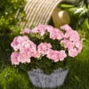 Geranie 'Green Idols Apple Blossom' Hellrosa, Stehend, Topf-Ø 13 Cm, 6er-Set -Die grüne Ecke 0612140036 KB Pelargonium zonale GreenIdols Appleblossom1 77761