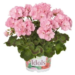 Geranie 'Green Idols Apple Blossom' Hellrosa, Stehend, Topf-Ø 13 Cm, 6er-Set -Die grüne Ecke 0612140036 KB Pelargonium zonale GreenIdols Appleblossom2 77762
