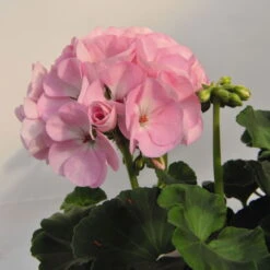Geranie 'Green Idols Apple Blossom' Hellrosa, Stehend, Topf-Ø 13 Cm, 6er-Set -Die grüne Ecke 0612140036 KB Pelargonium zonale GreenIdols Appleblossom 77763