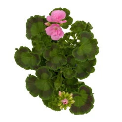 Geranie 'Green Idols Apple Blossom' Hellrosa, Stehend, Topf-Ø 13 Cm, 6er-Set -Die grüne Ecke 0612140036 KB Pelargonium zonale T13 GreenIdols Appleblossom 6er Set WS 4 93551