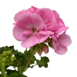Geranie 'Green Idols Apple Blossom' Hellrosa, Stehend, Topf-Ø 13 Cm, 6er-Set -Die grüne Ecke 0612140036 KB Pelargonium zonale T13 GreenIdols Appleblossom 6er Set WS 5 93548