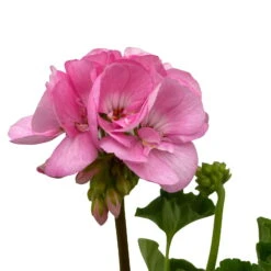Geranie 'Green Idols Apple Blossom' Hellrosa, Stehend, Topf-Ø 13 Cm, 6er-Set -Die grüne Ecke 0612140036 KB Pelargonium zonale T13 GreenIdols Appleblossom 6er Set WS 6 93549