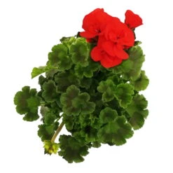 Geranie 'Dolce Vita Erik Orange/Sylvia Orange' Orangerot, Topf-Ø 13cm, 6er-Set -Die grüne Ecke 0612140040 KB Pelargonium zonale T13 Castello Erik Orange Set 3er Set 7 78649