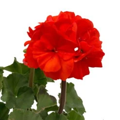 Geranie 'Dolce Vita Erik Orange/Sylvia Orange' Orangerot, Topf-Ø 13cm, 6er-Set -Die grüne Ecke 0612140040 KB Pelargonium zonale T13 Castello Erik Sylvia orange 6er Set WS 4 93553