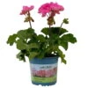 Geranie 'Moonlight® Amelie' Pink, Stehend, Topf-Ø 13 Cm, 6er-Set 1 Geranie 'Moonlight® Amelie' Pink, Stehend, Topf-Ø 13 Cm, 6er-Set -Die grüne Ecke 0612140101 KB Pelargonium zonale T13 Moonlight Amelie 6er Set 3 111971