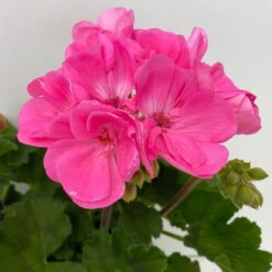 Geranie 'Moonlight® Amelie' Pink, Stehend, Topf-Ø 13 Cm, 6er-Set -Die grüne Ecke 0612140101 KB Pelargonium zonale T13 Moonlight Amelie 6er Set 6 111973
