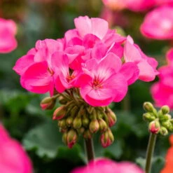Geranie 'Moonlight® Amelie' Pink, Stehend, Topf-Ø 13 Cm, 6er-Set -Die grüne Ecke 0612140101 KB Pelargonium zonale T13 Moonlight Amelie 6er Set 108294