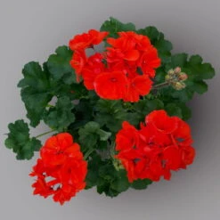 Geranie 'Dolce Vita Erik Orange/Sylvia Orange' Orangerot, Topf-Ø 13cm, 6er-Set -Die grüne Ecke 0612140123 Pelargonium zonale T13 Dolce Vita Sylvia orange 6er Set 2 122827