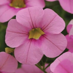 Zauberglöckchen, Farben Zufällig, Topf-Ø 12 Cm, 6er-Set -Die grüne Ecke 0613150022 Calibrachoa T12 rosa 66337