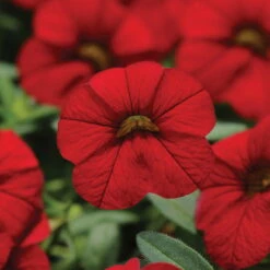 Zauberglöckchen, Farben Zufällig, Topf-Ø 12 Cm, 6er-Set -Die grüne Ecke 0613150023 Calibrachoa T12 rot 66338