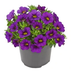 Zauberglöckchen, Farben Zufällig, Topf-Ø 12 Cm, 6er-Set -Die grüne Ecke 0613150040 Calibrachoa T12 blau Set 3Stueck WS3 73863