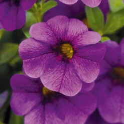 Zauberglöckchen, Farben Zufällig, Topf-Ø 12 Cm, 6er-Set -Die grüne Ecke 0613150040 Calibrachoa T12 blau Set 3Stueck WS4 73862