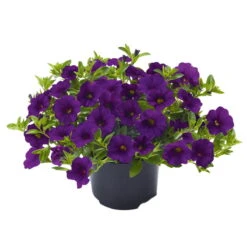 Zauberglöckchen, Farben Zufällig, Topf-Ø 12 Cm, 6er-Set -Die grüne Ecke 0613150040 Calibrachoa T12 blau Set 3Stueck WS 73865