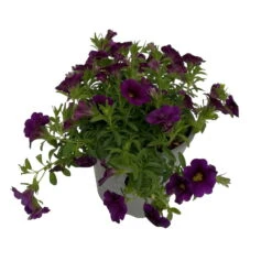 Zauberglöckchen, Farben Zufällig, Topf-Ø 12 Cm, 6er-Set -Die grüne Ecke 0613150040 Calibrachoa blau 3 89071
