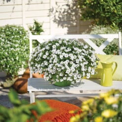 Zauberglöckchen, Farben Zufällig, Topf-Ø 12 Cm, 6er-Set -Die grüne Ecke 0613150041 Calibrachoa T12 weiss Set 3Stueck 74219