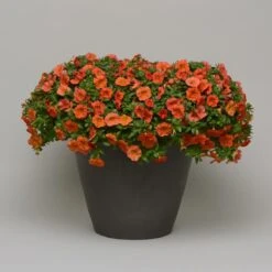 Zauberglöckchen, Farben Zufällig, Topf-Ø 12 Cm, 6er-Set -Die grüne Ecke 0613150042 Calibrachoa T12 orange Set 3Stueck2 74222
