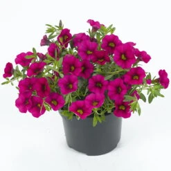 Zauberglöckchen, Farben Zufällig, Topf-Ø 12 Cm, 6er-Set -Die grüne Ecke 0613150043 Calibrachoa T12 rosa pink Set 3Stueck 74225
