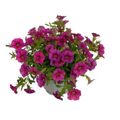 Zauberglöckchen, Farben Zufällig, Topf-Ø 12 Cm, 6er-Set -Die grüne Ecke 0613150043 Calibrachoa pink 2 89073