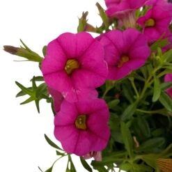 Zauberglöckchen, Farben Zufällig, Topf-Ø 12 Cm, 6er-Set -Die grüne Ecke 0613150043 Calibrachoa pink 6 89072