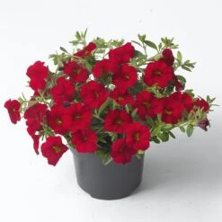 Zauberglöckchen, Farben Zufällig, Topf-Ø 12 Cm, 6er-Set -Die grüne Ecke 0613150044 Calibrachoa T12 rot Set 3Stueck 74227
