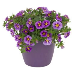 Zauberglöckchen 'Rave® Blue' Lila-gelb, Topf-Ø 13 Cm, 6er-Set -Die grüne Ecke 0613160006 KB Calibrachoa T13 Rave Blue lila gelb gesternt 50997