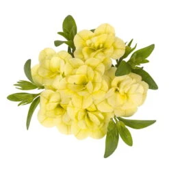 Zauberglöckchen 'MiniFamous® Neo Double Lemon' Gelb Gefüllt, Topf-Ø 13cm,6er-Set -Die grüne Ecke 0613160013 KB Calibrachoa T13 Double Citric zitronengelb 01 50747