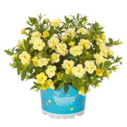 Zauberglöckchen 'MiniFamous® Neo Double Lemon' Gelb Gefüllt, Topf-Ø 13cm,6er-Set -Die grüne Ecke 0613160013 KB Calibrachoa T13 Double Citric zitronengelb 50748