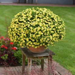 Zauberglöckchen 'MiniFamous® Neo Double Lemon' Gelb Gefüllt, Topf-Ø 13cm,6er-Set -Die grüne Ecke 0613160035 KB Calibrachoa T13 gelb Double Citric Set 3Stueck2 75108