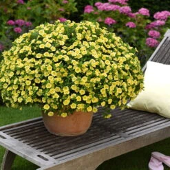 Zauberglöckchen 'MiniFamous® Neo Double Lemon' Gelb Gefüllt, Topf-Ø 13cm,6er-Set -Die grüne Ecke 0613160035 KB Calibrachoa T13 gelb Double Citric Set 3Stueck 75109