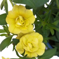 Zauberglöckchen 'MiniFamous® Neo Double Lemon' Gelb Gefüllt, Topf-Ø 13cm,6er-Set -Die grüne Ecke 0613160035 KB Calibrachoa T13 gelb Double Lemon 6er Set 11 93293