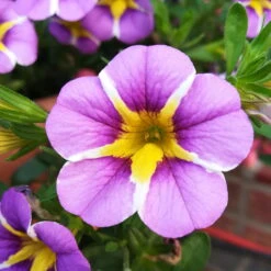 Zauberglöckchen 'Rave® Blue' Lila-gelb, Topf-Ø 13 Cm, 6er-Set -Die grüne Ecke 0613160049 Calibrachoa Rave Blue 1 89024