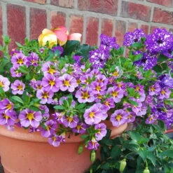 Zauberglöckchen 'Rave® Blue' Lila-gelb, Topf-Ø 13 Cm, 6er-Set -Die grüne Ecke 0613160049 Calibrachoa Rave Blue 4 89022