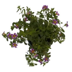 Zauberglöckchen 'Rave® Blue' Lila-gelb, Topf-Ø 13 Cm, 6er-Set -Die grüne Ecke 0613160049 KB Calibrachoa T13 Rave Blue 6er Set 8 93310