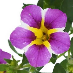 Zauberglöckchen 'Rave® Blue' Lila-gelb, Topf-Ø 13 Cm, 6er-Set -Die grüne Ecke 0613160049 KB Calibrachoa T13 Rave Blue 6er Set 9 93307