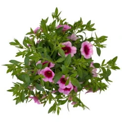 Zauberglöckchen 'Aloha Kona Tiki Pink' Rosa-pink, Topf-Ø 13 Cm, 6er-Set -Die grüne Ecke 0613160098 KB Calibrachoa T13 Tiki Pink 10 112102
