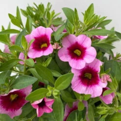 Zauberglöckchen 'Aloha Kona Tiki Pink' Rosa-pink, Topf-Ø 13 Cm, 6er-Set -Die grüne Ecke 0613160098 KB Calibrachoa T13 Tiki Pink 13 112103