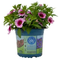 Zauberglöckchen 'Aloha Kona Tiki Pink' Rosa-pink, Topf-Ø 13 Cm, 6er-Set -Die grüne Ecke 0613160098 KB Calibrachoa T13 Tiki Pink 2 112100