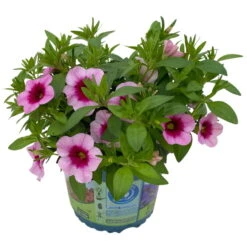 Zauberglöckchen 'Aloha Kona Tiki Pink' Rosa-pink, Topf-Ø 13 Cm, 6er-Set -Die grüne Ecke 0613160098 KB Calibrachoa T13 Tiki Pink 3 112101