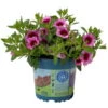 Zauberglöckchen 'Aloha Kona Tiki Pink' Rosa-pink, Topf-Ø 13 Cm, 6er-Set -Die grüne Ecke 0613160098 KB Calibrachoa T13 Tiki Pink 7 112098