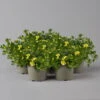 Zauberglöckchen 'MiniFamous® Neo Double Lemon' Gelb Gefüllt, Topf-Ø 13cm,6er-Set -Die grüne Ecke 0613160145 Calibrachoa T13 Neo Double Lemon 6er Set set 122577