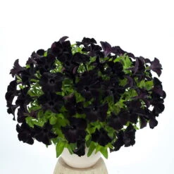Petunie 'Viva® Black Ray' Schwarz, Hängend, Topf-Ø 13 Cm, 6er-Set -Die grüne Ecke 0613170004 KB Petunia T13 Viva Black Ray schwarz 01 50802