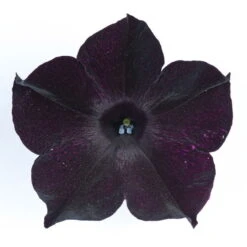 Petunie 'Viva® Black Ray' Schwarz, Hängend, Topf-Ø 13 Cm, 6er-Set -Die grüne Ecke 0613170004 KB Petunia T13 Viva Black Ray schwarz 50803