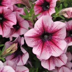 Petunie 'Sweetunia® Burgundy Gem' Rosa Geadert, Hängend, Topf-Ø 13 Cm, 6er-Set -Die grüne Ecke 0613170022 KB Petunia T13 Burgundy Gem geadert 50775
