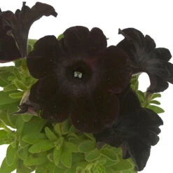 Petunie 'Viva® Black Ray' Schwarz, Hängend, Topf-Ø 13 Cm, 6er-Set -Die grüne Ecke 0613170038 KB Petunia T13 Black Ray 6er Set 10 91200